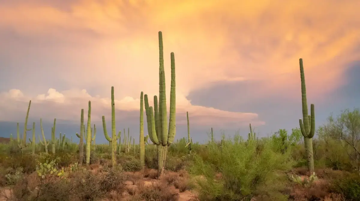 How Much Does It Cost to Build a Luxury Custom Home in Arizona? How Much Does It Cost to Build a Luxury Custom Home in Arizona?